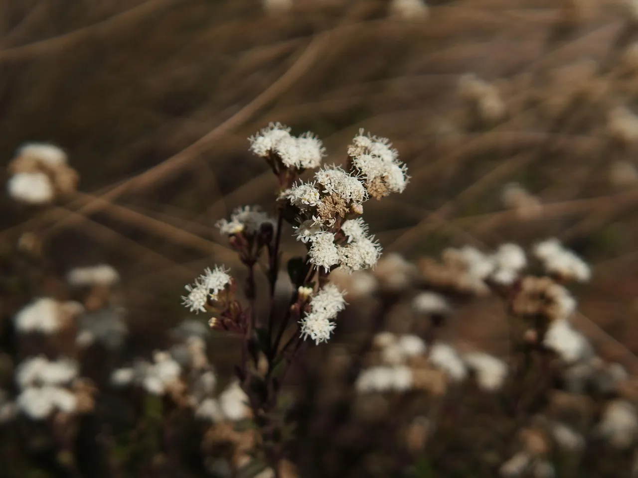 6. Coyote Bush (Baccharis pilularis): The Overlooked Fall Champion (Image Credits: Pixabay)