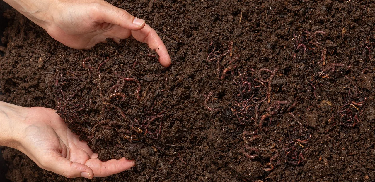 Why Worm Composting Makes Sense for a Small Space (Image Credits: Pixabay)