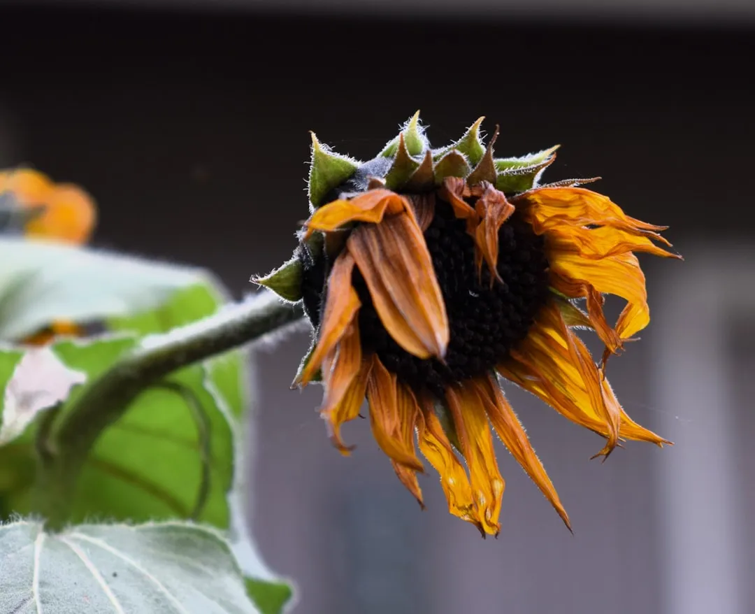 Mistake 8: Letting Plants Sit in Standing Water (Image Credits: Unsplash)