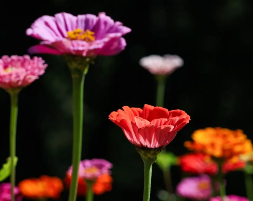 What the Numbers Say About Flower Growing Today (Image Credits: Pexels)