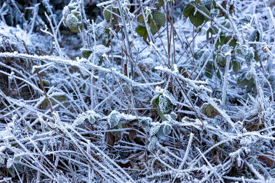 Covering Plants Before a Predicted Freeze (Image Credits: Pexels)