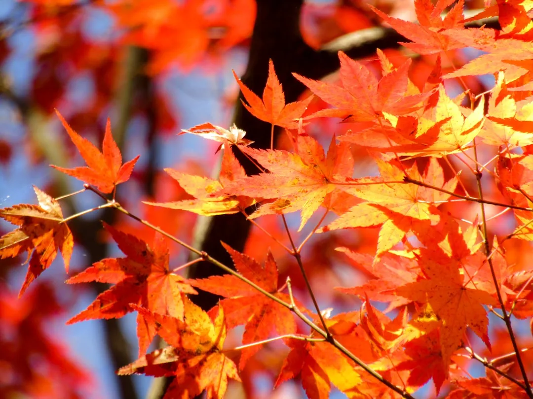 Tree 1: Sugar Maple (Acer saccharum) - The Gold Standard of Fall (Image Credits: Unsplash)