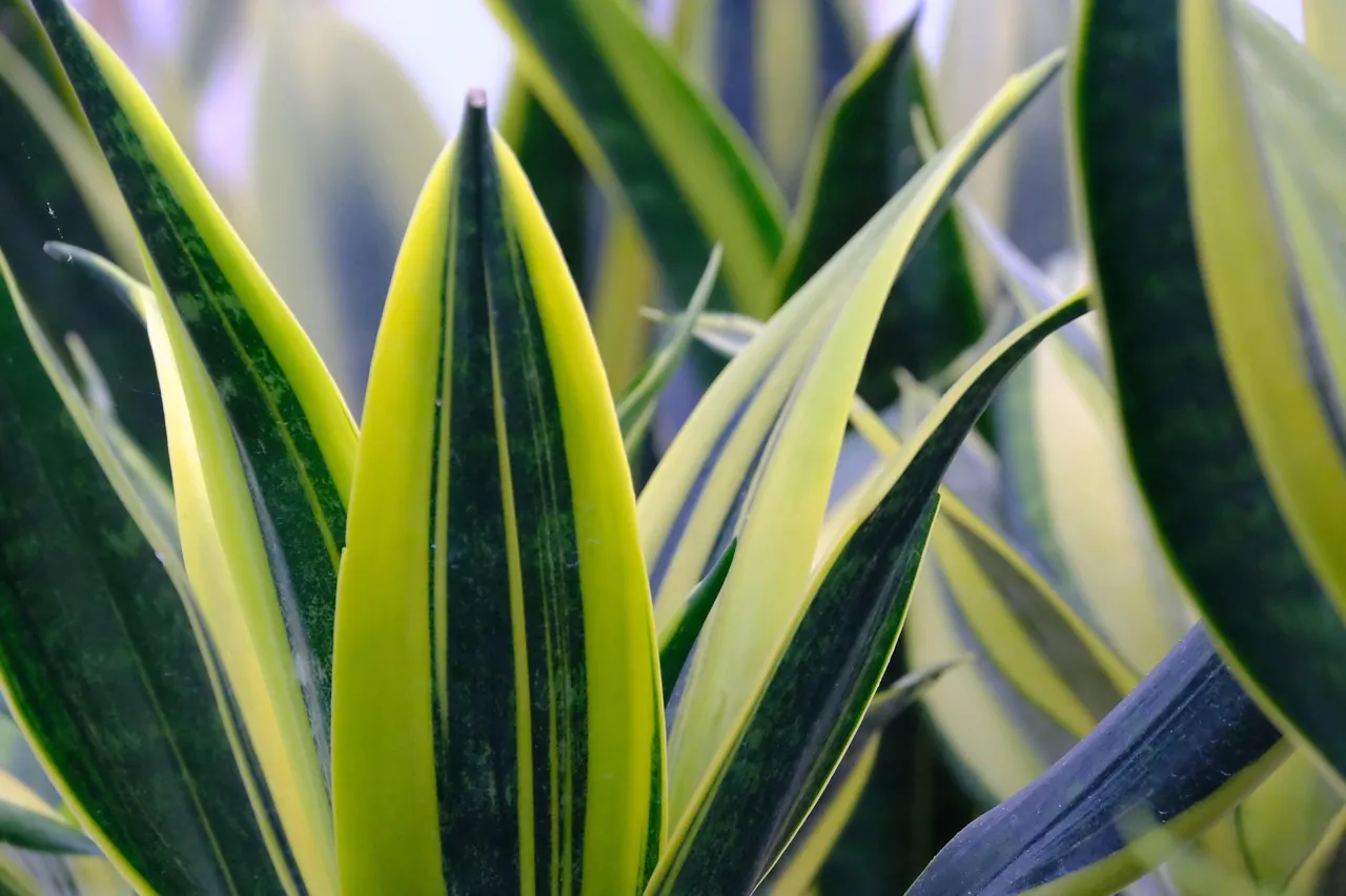 1. Snake Plant (Dracaena trifasciata): The Quiet Workhorse (Image Credits: Pixabay)