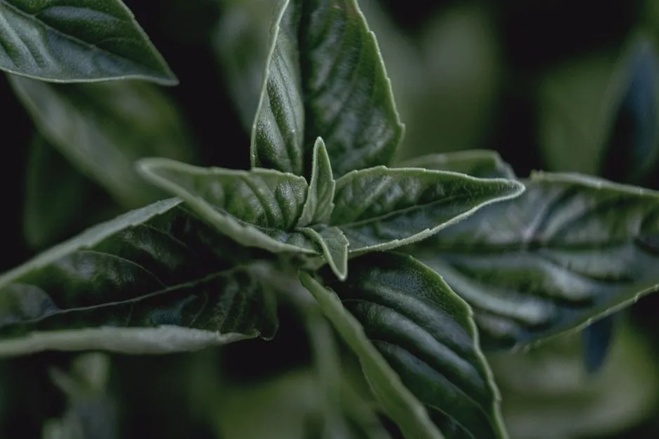 Cold Temperatures Shut Down Basil at the Cellular Level (Image Credits: Pexels)