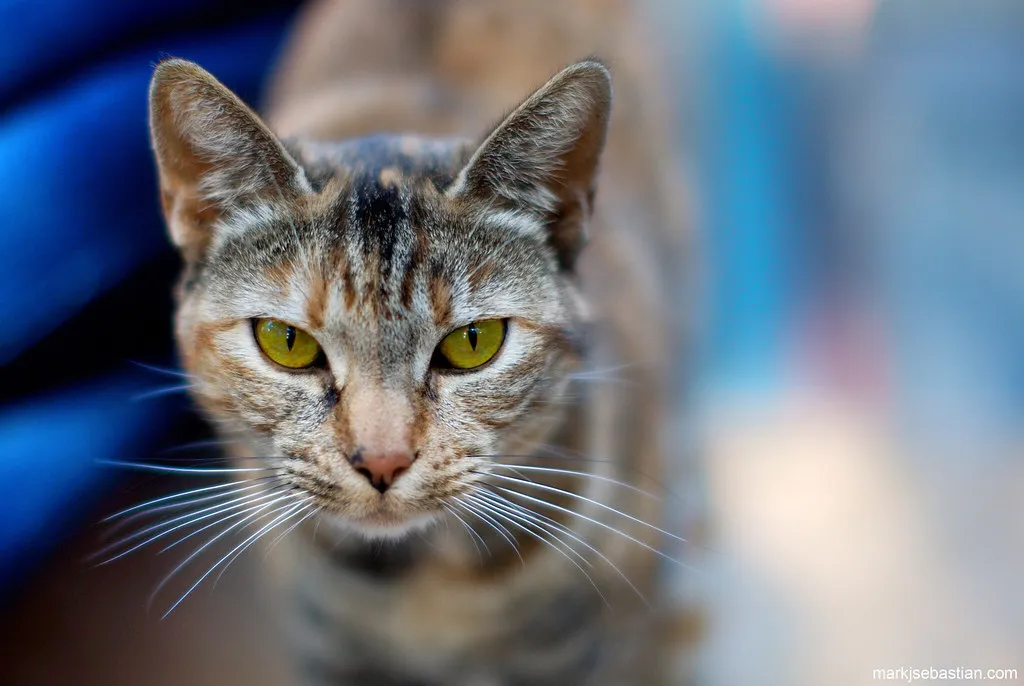 The Crepuscular Clock: Why Cats Nap All Day (mark sebastian, Flickr, CC BY-SA 2.0)