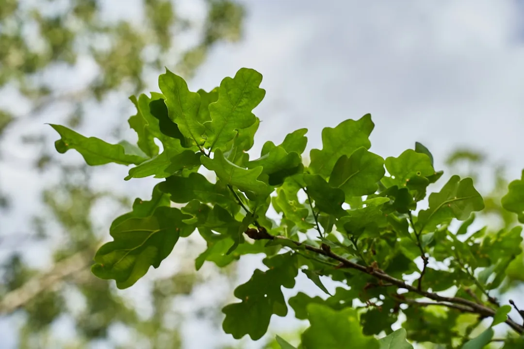 10. Red Oak (Quercus rubra): Rare Fall Color With Real Staying Power (Image Credits: Unsplash)