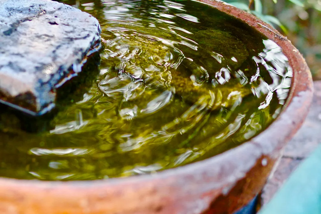Birds Depend on Garden Water Sources More Than Most People Realize (Chic Bee, Flickr, CC BY 2.0)