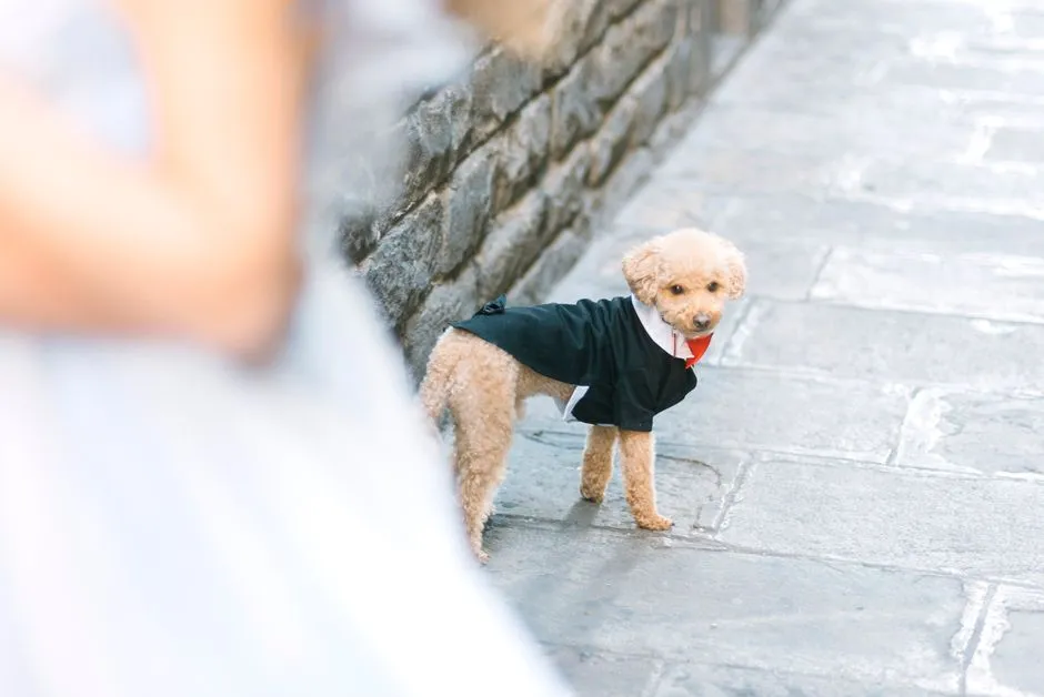 2. The Dapper Tuxedo (Image Credits: Pexels)