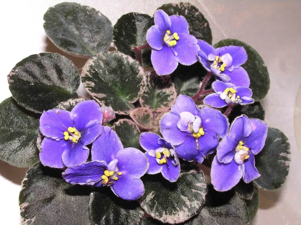 4. African Violet (Saintpaulia ionantha) (阿橋 KHQ, Flickr, CC BY-SA 2.0)