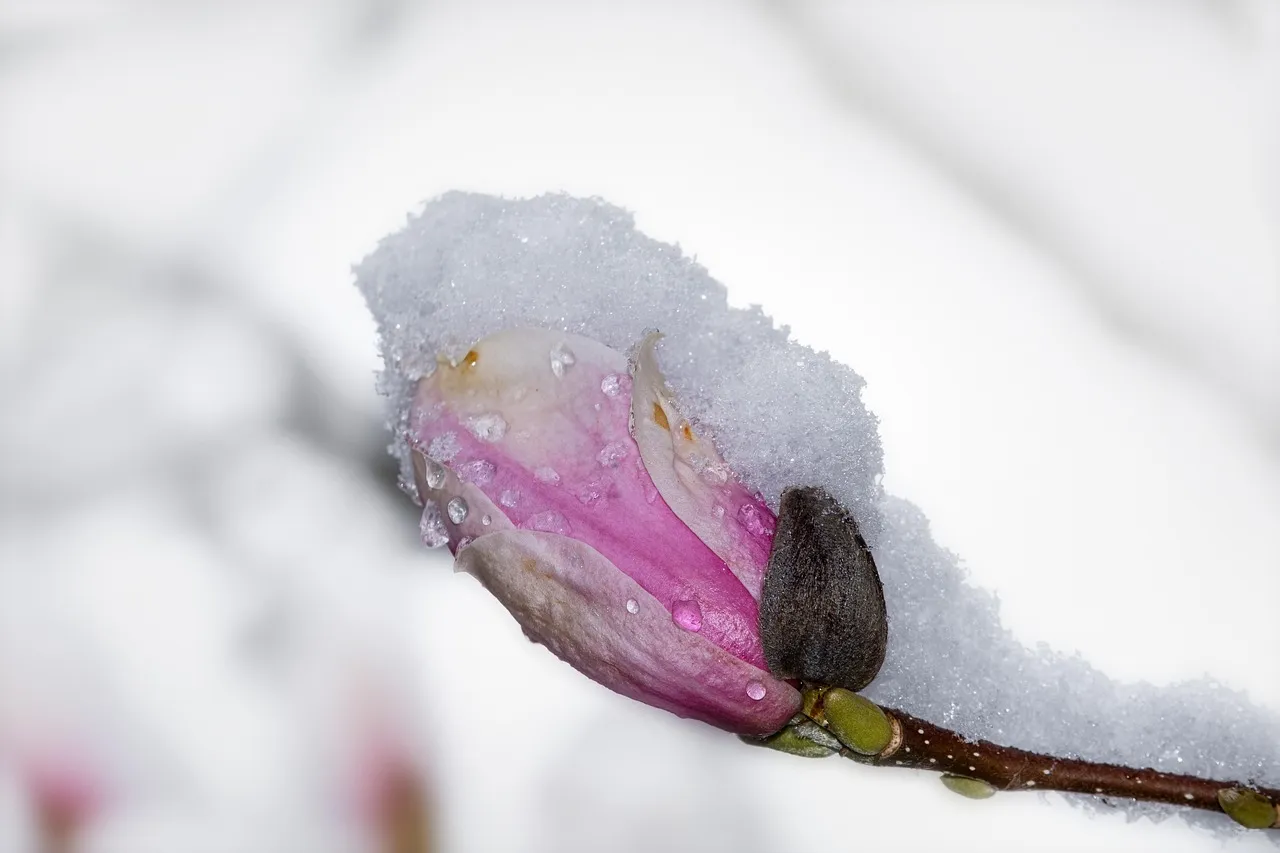 Why Late Frost Is More Dangerous Than Winter Cold (Image Credits: Pixabay)
