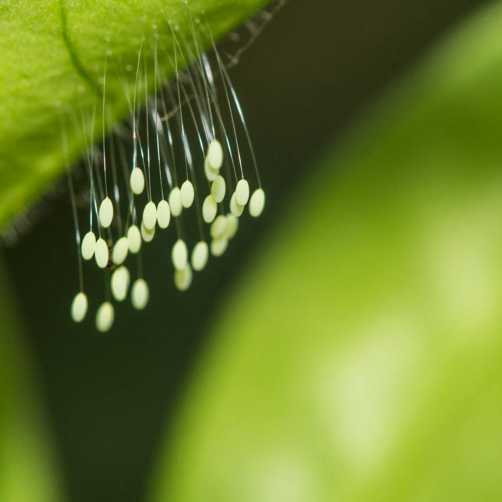 Lacewing Eggs: The Tiny Stalks That Look Like Mold (By Karz09, CC BY-SA 4.0)