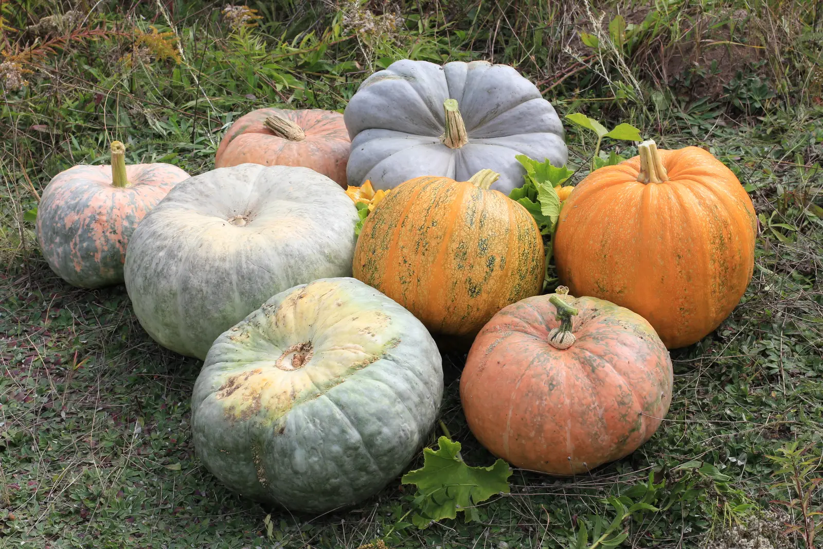 Timing: The Planting Date Problem (By George Chernilevsky, Public domain)