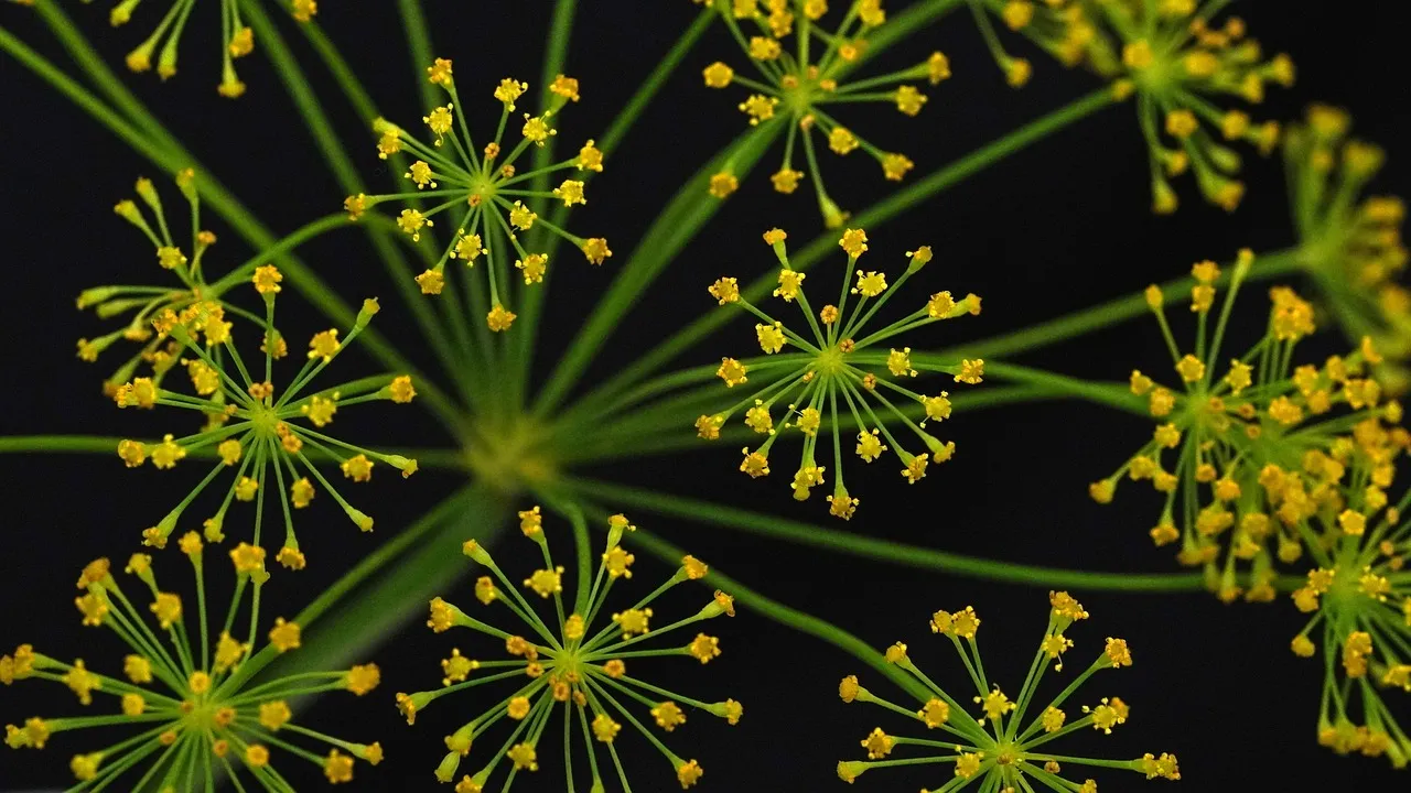 7. Dill (Anethum graveolens) - The Beneficial Insect Magnet (Image Credits: Pixabay)