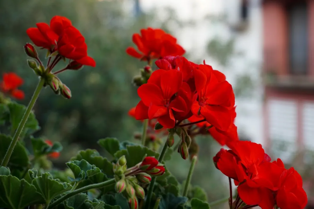 Plant #5: Geraniums (Image Credits: Unsplash)