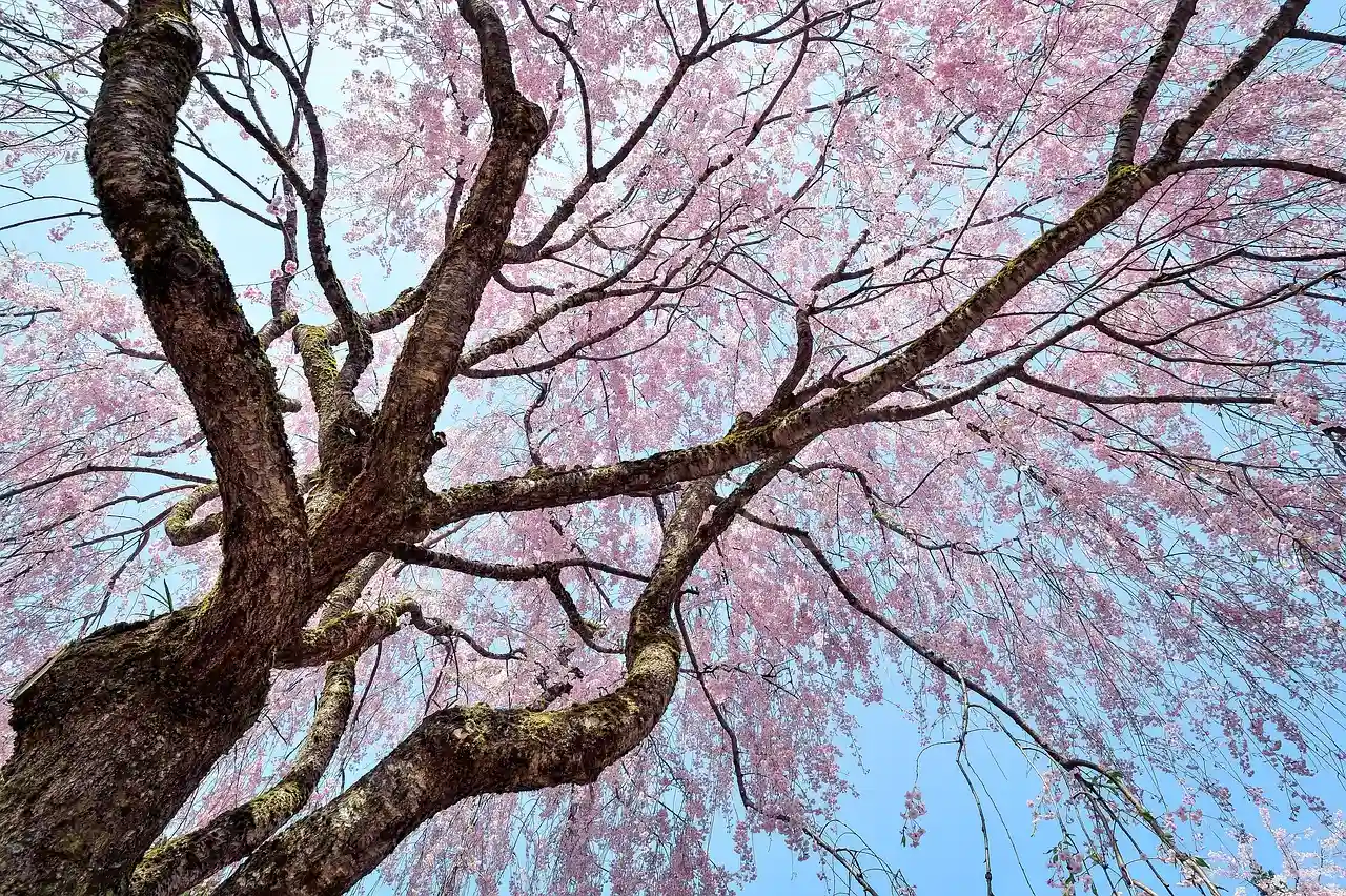 Tree 5: Weeping Ornamental Cherry (Prunus 'Snow Fountains') (Image Credits: Pixabay)