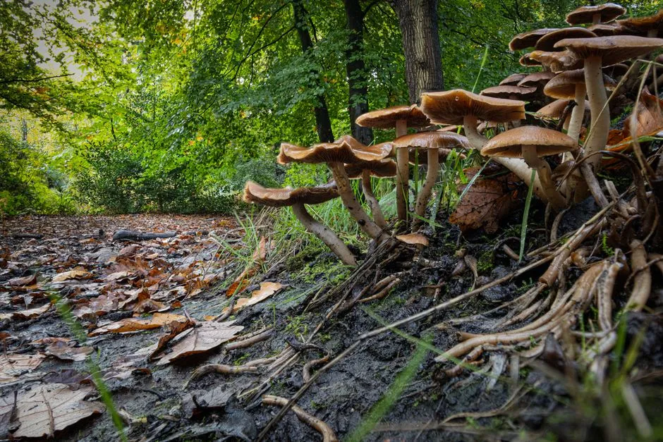 The "Wood Wide Web" Debate: What Science Actually Says (Image Credits: Pexels)