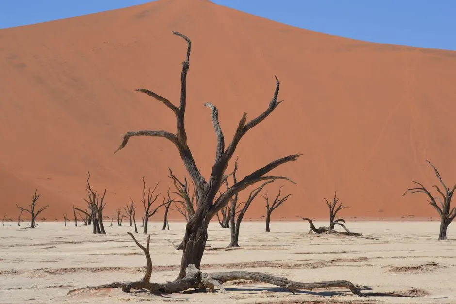 Drought: The Most Common Trigger (Image Credits: Pexels)