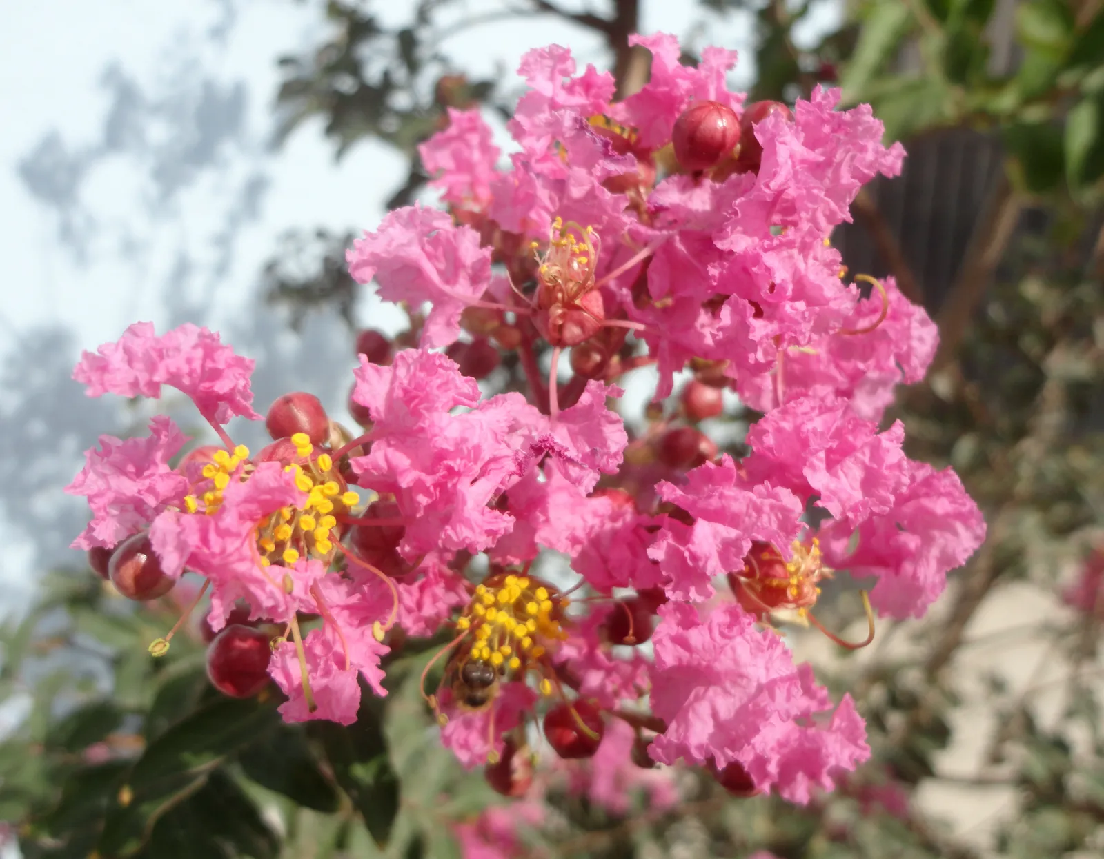 Multi-Trunk Crape Myrtle For Peeling Bark And Summer Color (By Juan Carlos Fonseca Mata, CC BY-SA 4.0)