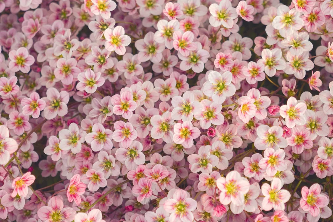 Stopping Deadheading Too Late in the Season (Image Credits: Unsplash)
