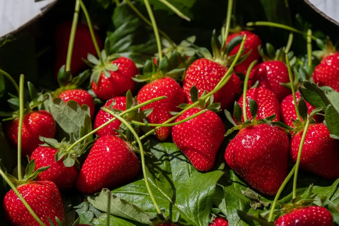 Strawberries: The Classic Container Fruit (Image Credits: Unsplash)