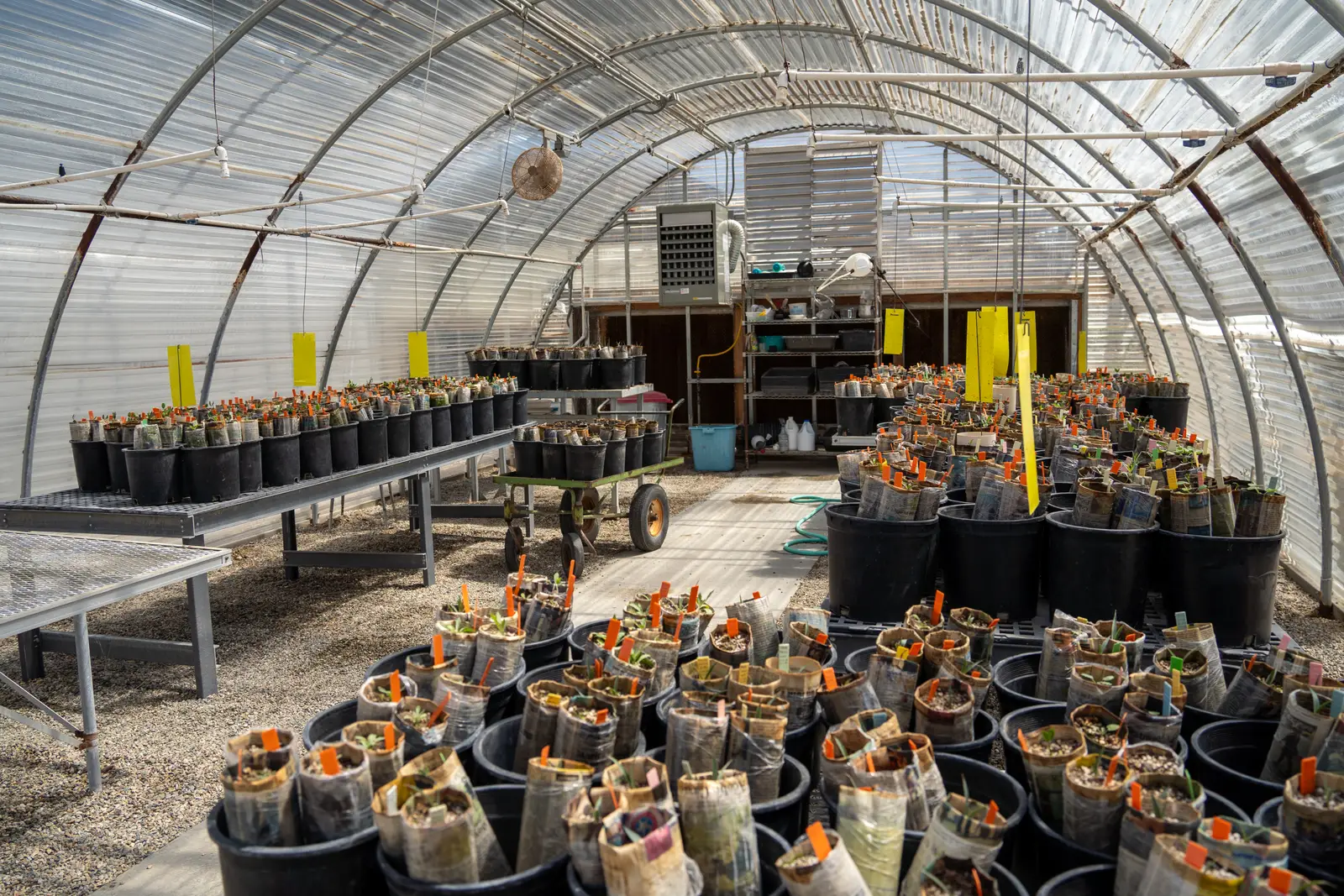 The Generational Angle: Who's Actually Collecting Tags (Native Plant Nursery, Public domain)