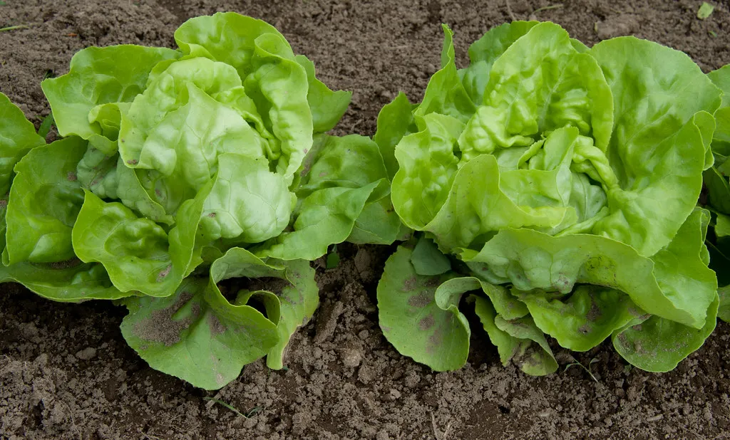Inspect Every Plant Thoroughly Before It Comes Inside (photofarmer, Flickr, CC BY 2.0)