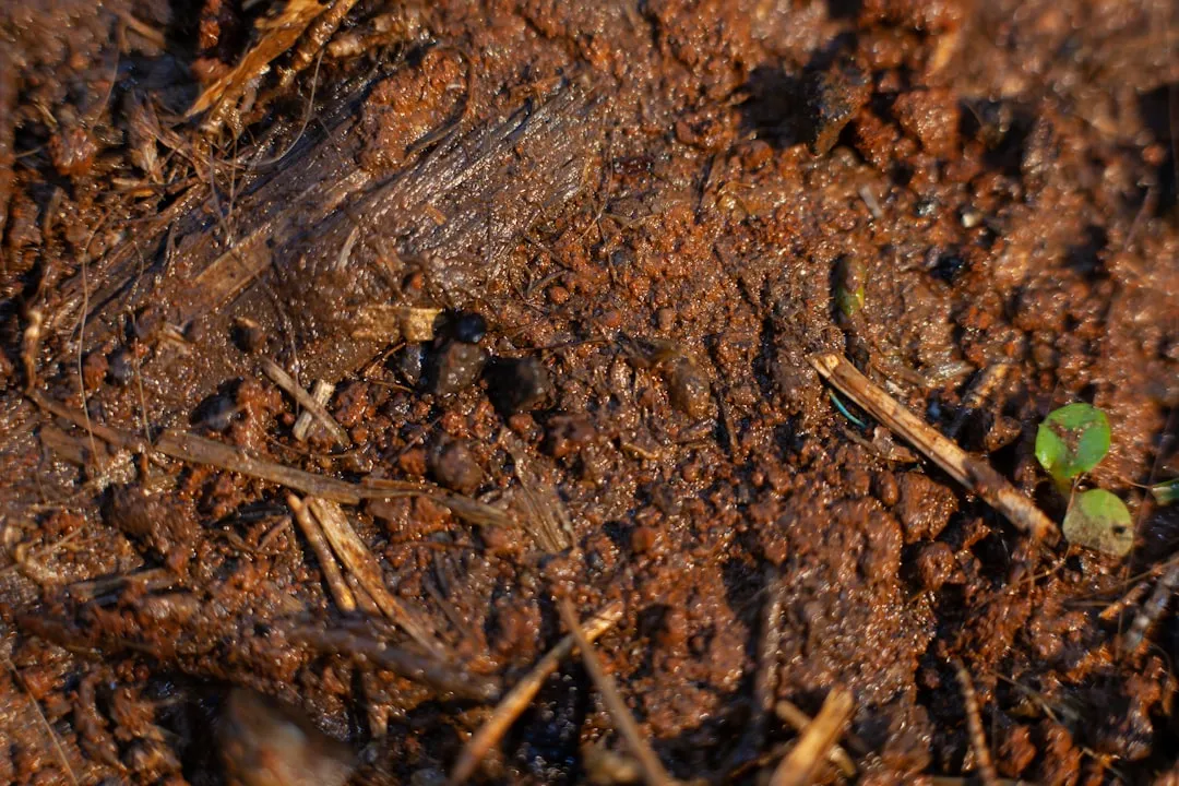 How to Amend the Soil So It Doesn't Happen Again (Image Credits: Unsplash)