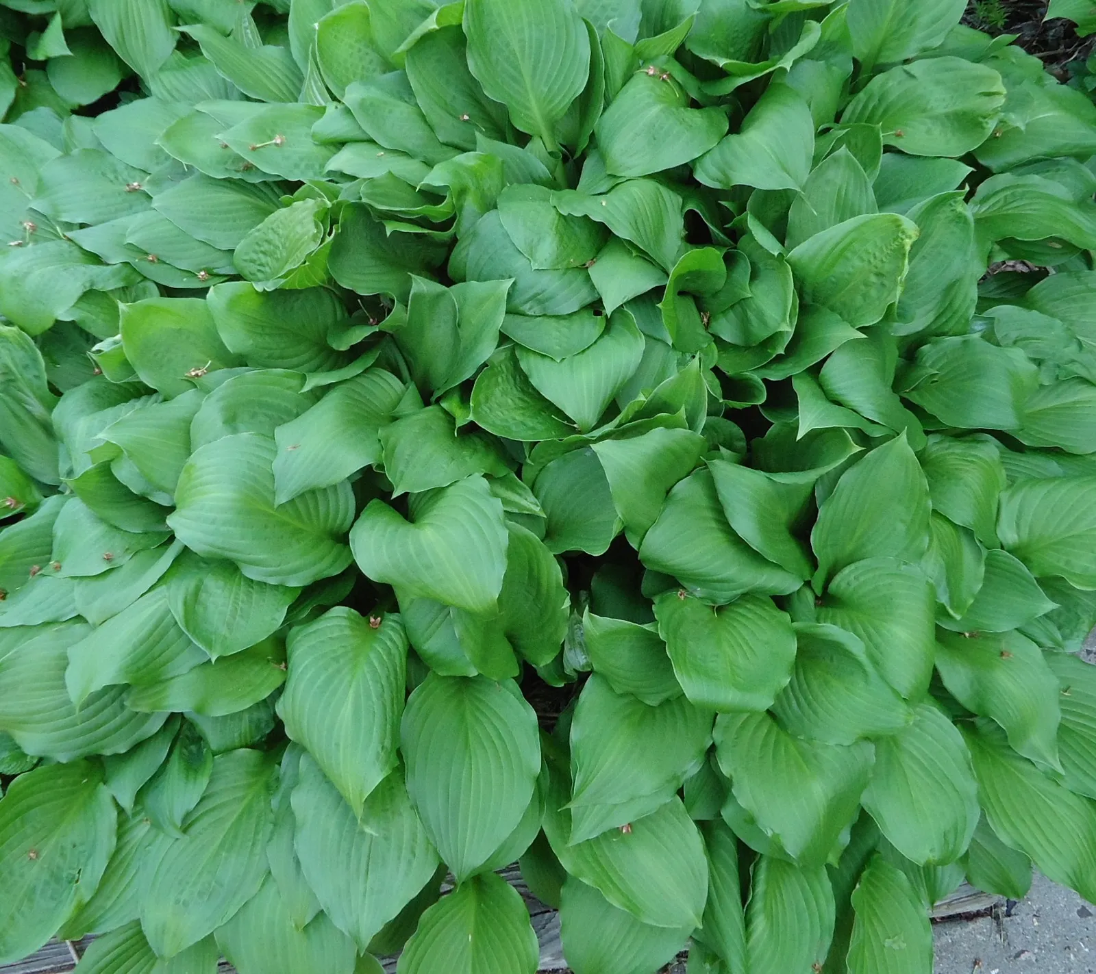 They Are Built to Disappear: What Makes Hostas Herbaceous Perennials (By Tomwsulcer, CC0)