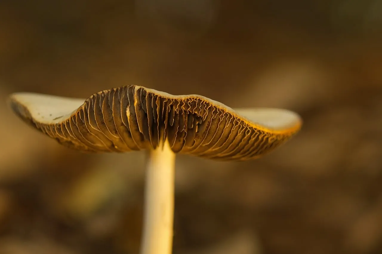 An Ancient Partnership, Not a Modern Discovery (Image Credits: Pixabay)