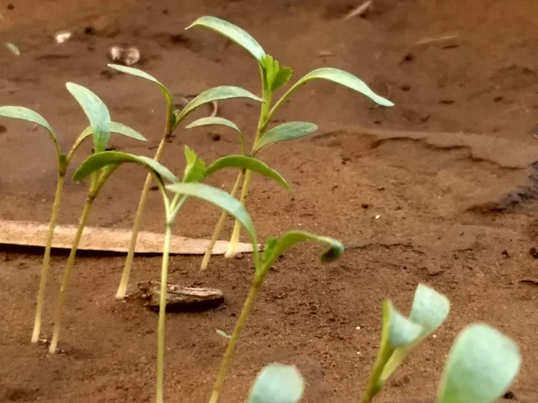How Gardeners Apply It to Seedlings (Image Credits: Unsplash)