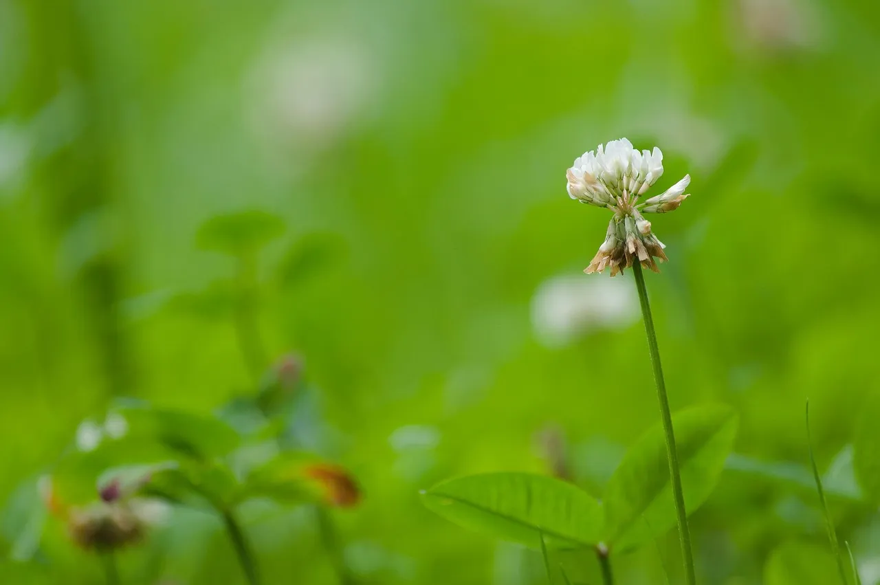 2. White Clover: The Nitrogen-Fixing Lawn Workhorse (Image Credits: Pixabay)