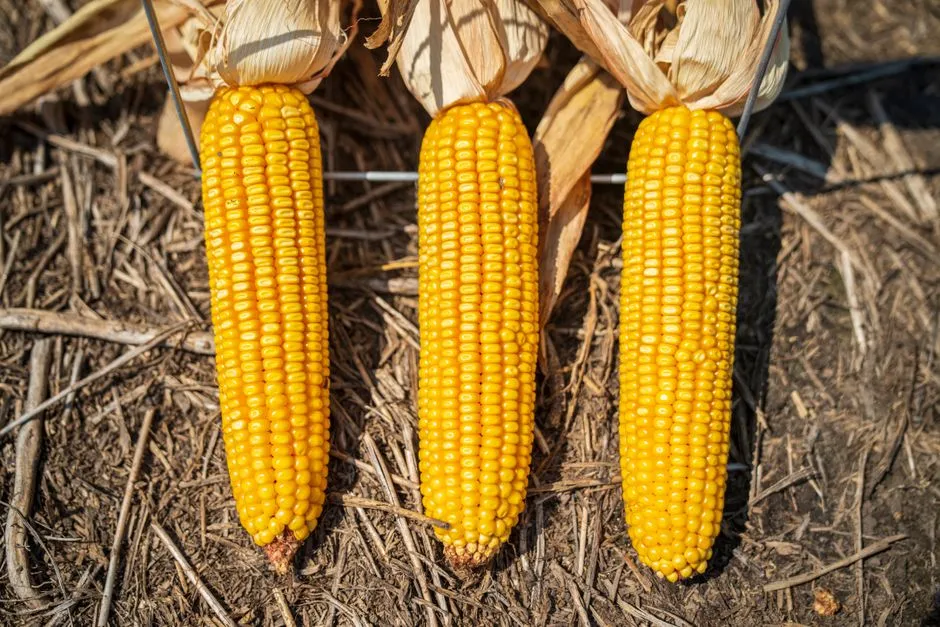 3. The Three Sisters: Corn, Beans, and Squash Belong Together (Image Credits: Pexels)