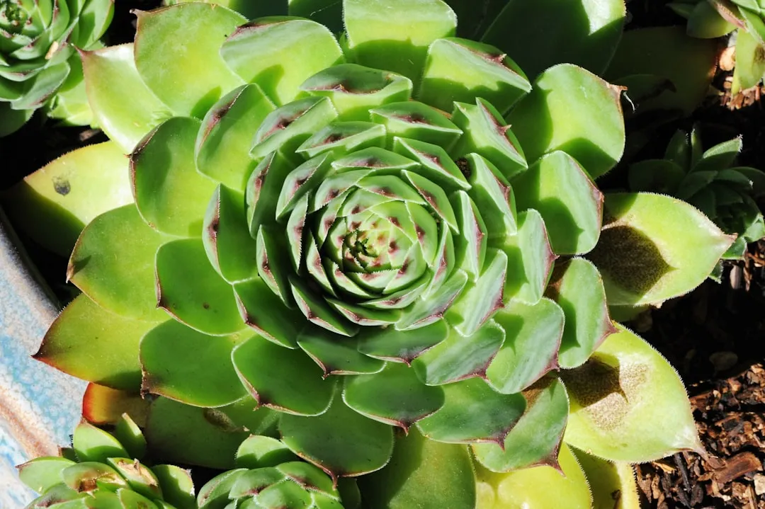 Heliotropism: When Leaves Actually Track the Sun (Image Credits: Unsplash)
