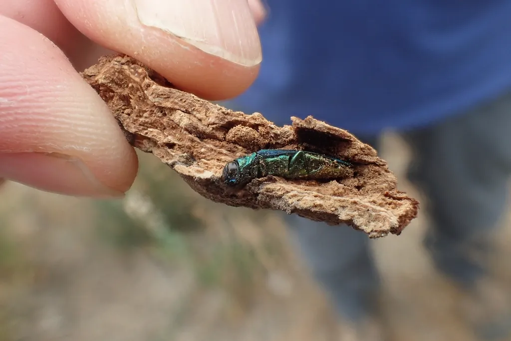 What Exactly Is the Emerald Ash Borer? (Image Credits: Rawpixel)