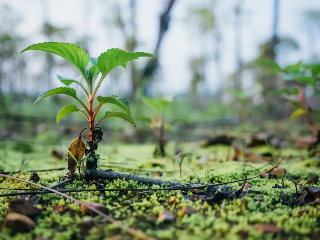 Warmer Winters Open New Plant Choices, With Caveats (Image Credits: Unsplash)