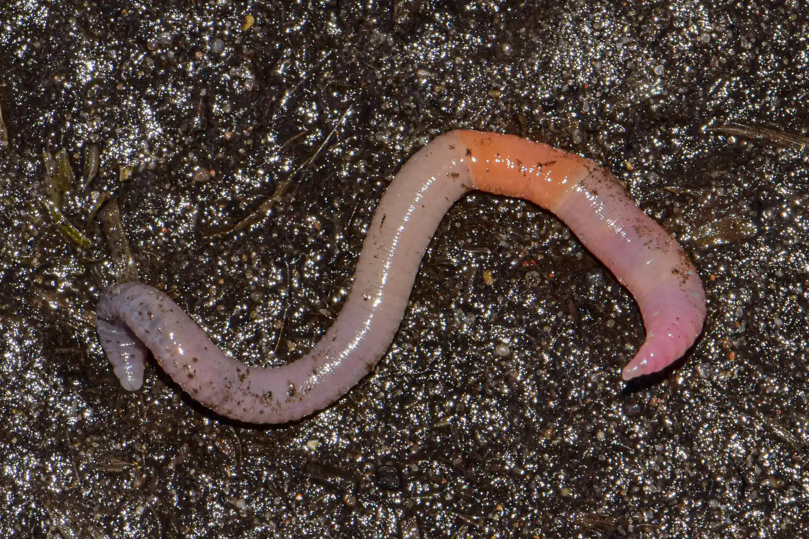 How to Identify a Jumping Worm (By Поляков Александр, CC BY 4.0)