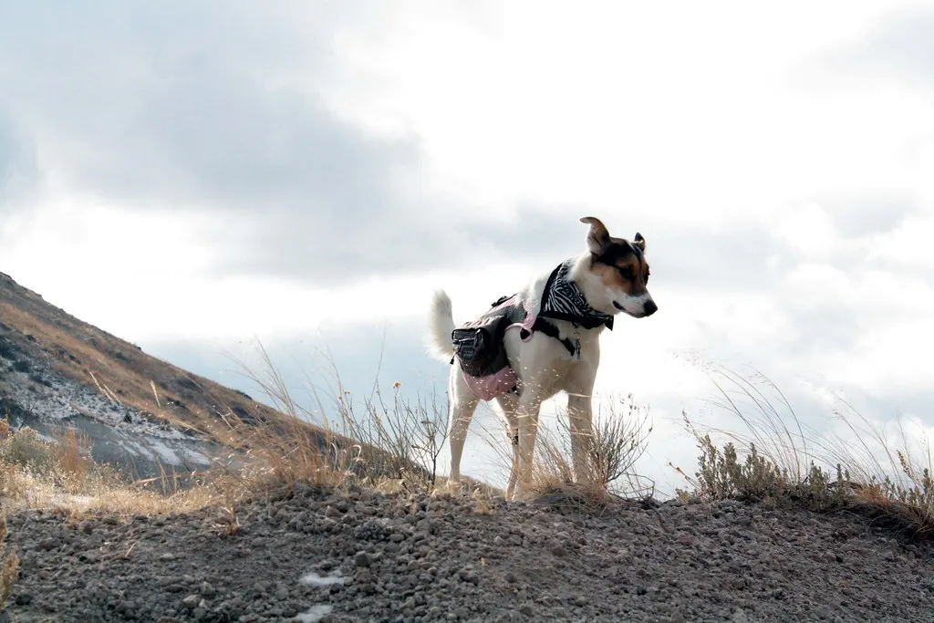 Rescue Dogs and the Weight of Unknown History (Fading Sage Photography, Flickr, CC BY 2.0)