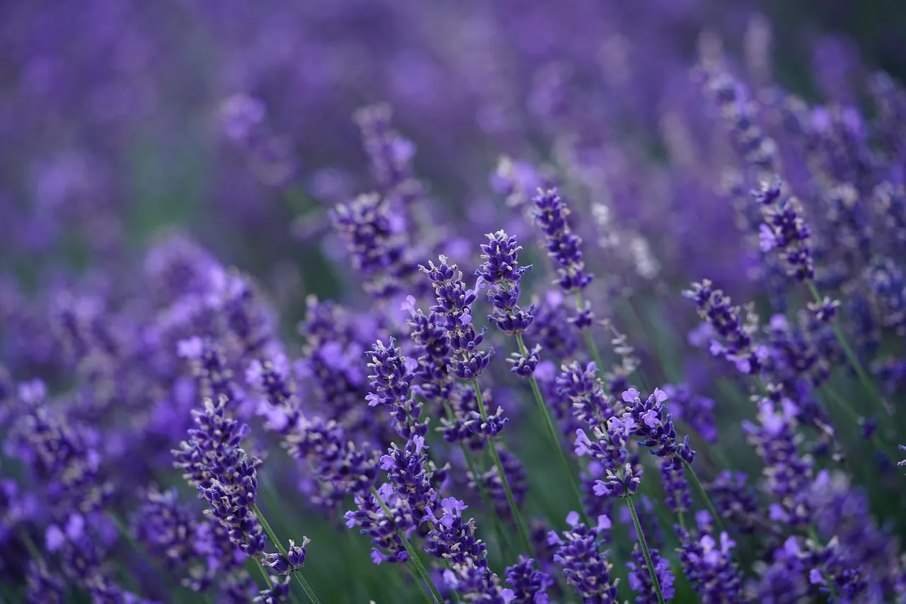 5. Lavender (Lavandula angustifolia): The Fragrant Perimeter Guard (Image Credits: Pixabay)