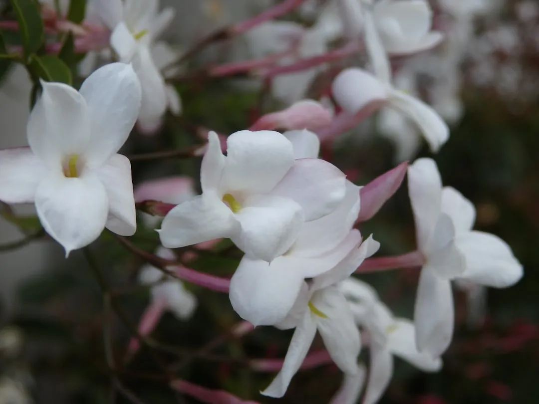 8. Pink Jasmine (Jasminum polyanthum): Classic Scent, Well-Behaved Growth (Image Credits: Unsplash)