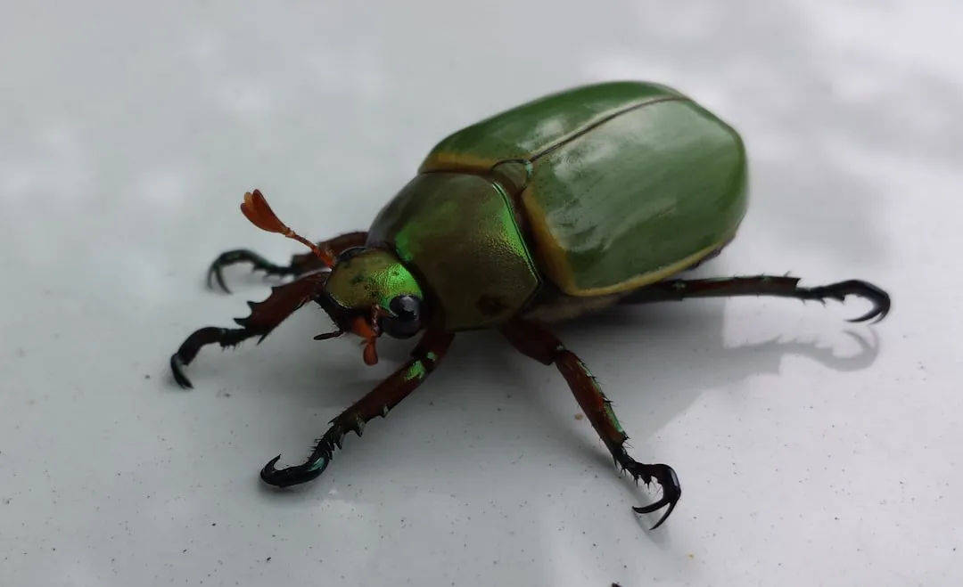 How EAB Spreads So Quickly (Image Credits: Unsplash)