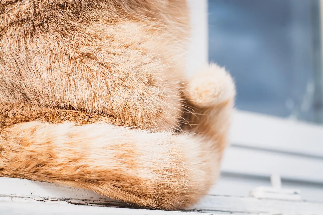 The High, Straight Tail: Your Cat Is Happy to See You (Image Credits: Pixabay)