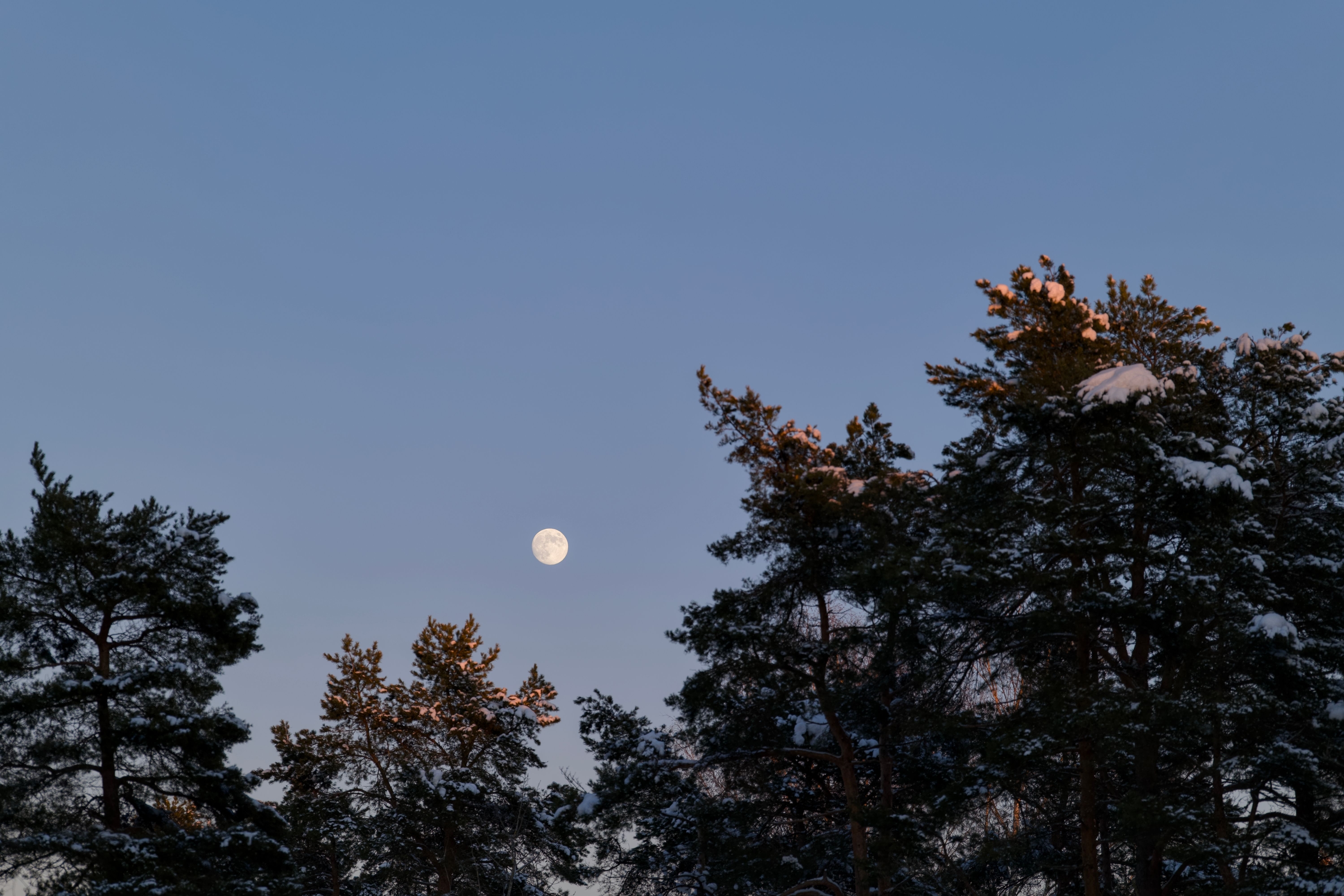 5 Vegetables You're Planting at Exactly the Wrong Moon Phase (And Why It Destroys Germination)