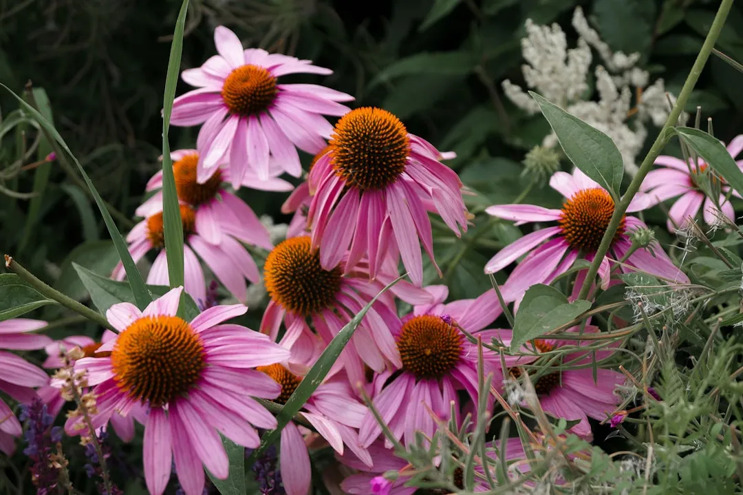 5. Coneflower (Echinacea purpurea) - prairie tough, Chico ready (Image Credits: Unsplash)
