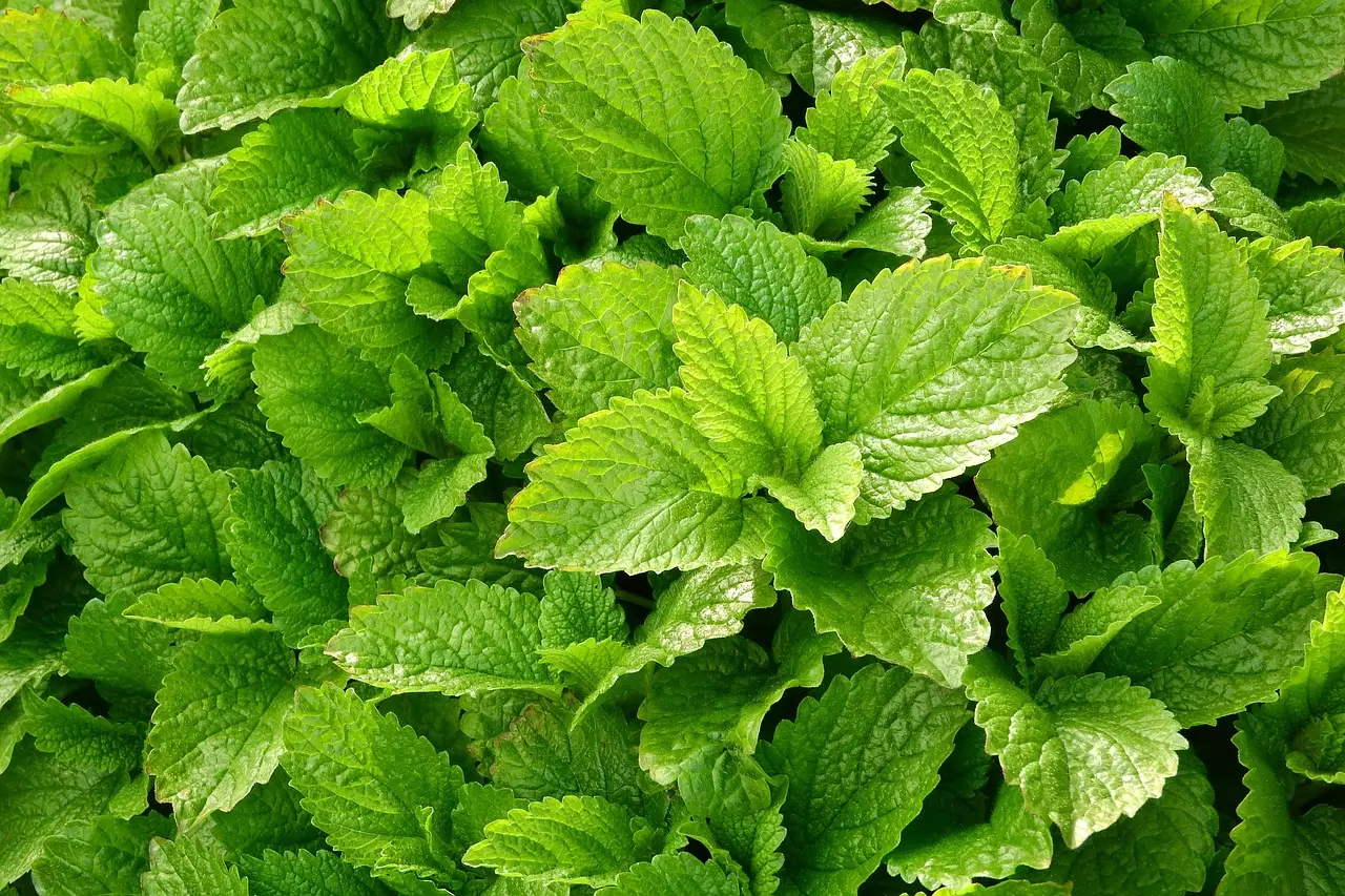 5. Lemon Balm: The Shady Herb Nobody Talks About Enough (Image Credits: Pixabay)