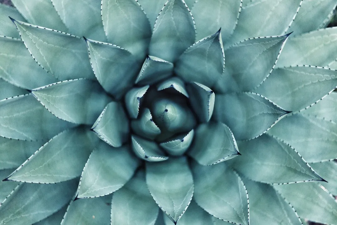 Species No. 4: Agave (Image Credits: Unsplash)