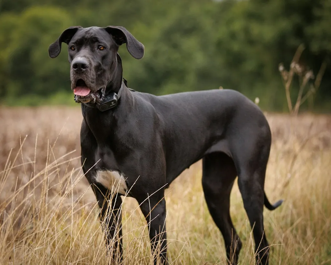 Which Breeds Are Most at Risk (Image Credits: Unsplash)