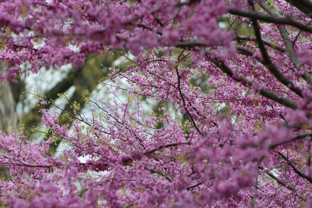5. Eastern Redbud (Cercis canadensis): Heart-Shaped Leaves Go Golden (Image Credits: Unsplash)