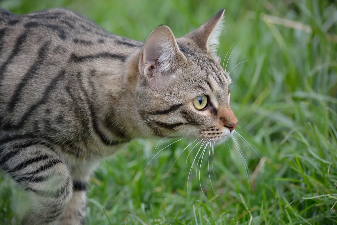 It All Starts With the Prey Sequence (Image Credits: Unsplash)