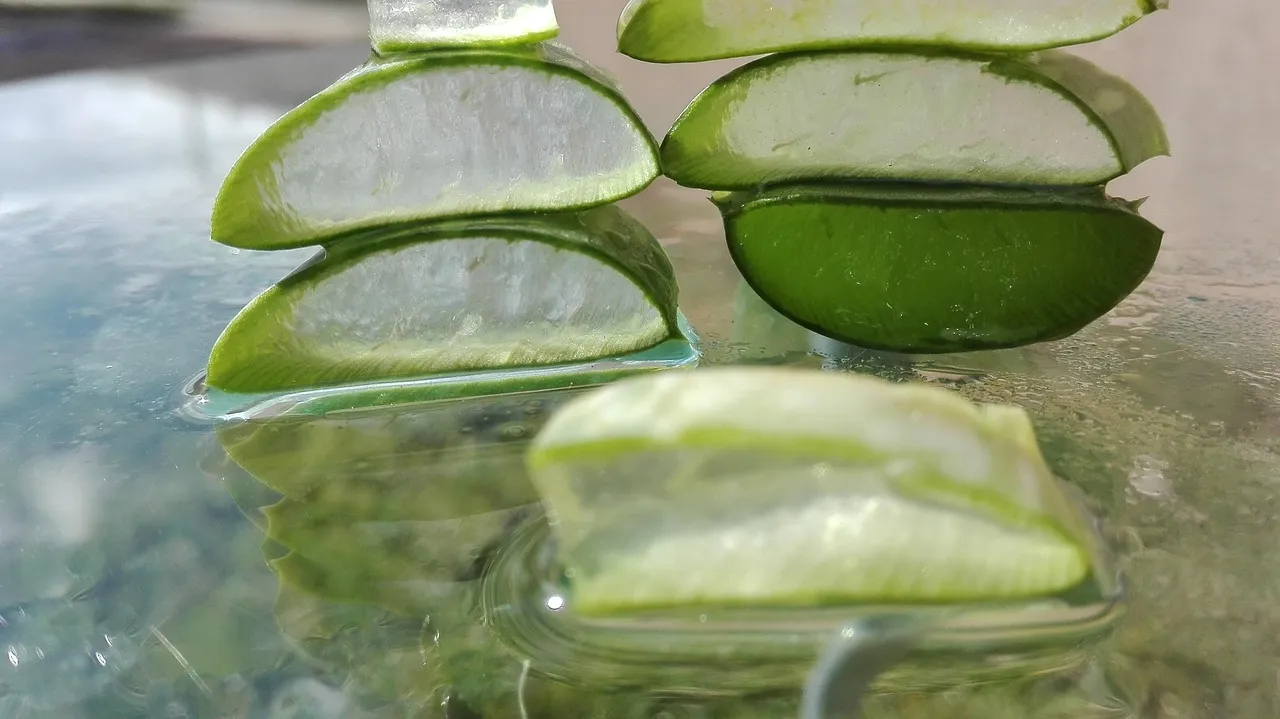 Succulent 5: Aloe Vera (Image Credits: Pixabay)