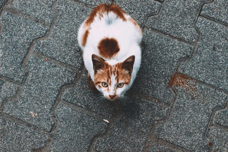 5. Intensified Behavior When a New Pet or Person Arrives (Image Credits: Pexels)
